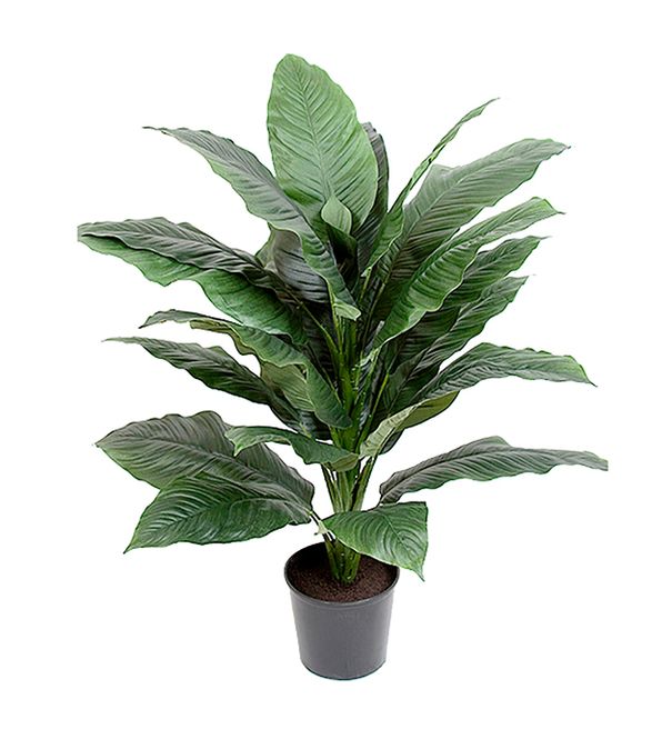 Hovedbilde Mr Plant Fredslilje 105cm