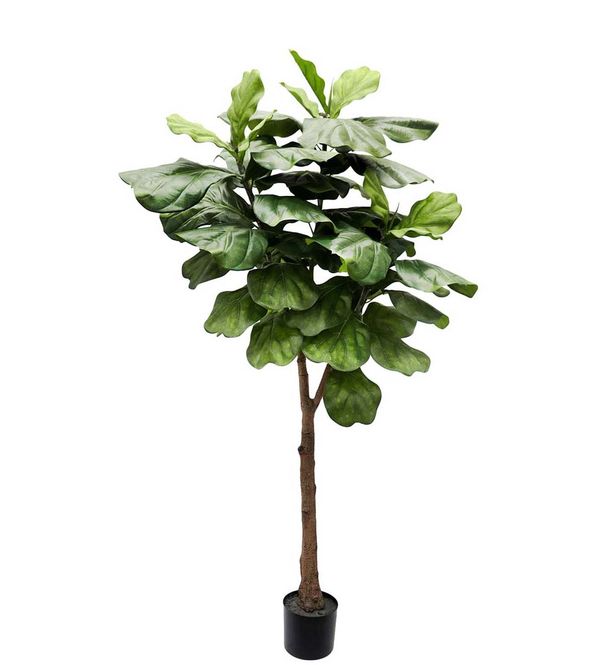Hovedbilde Mr Plant Fiolinfiken 180cm