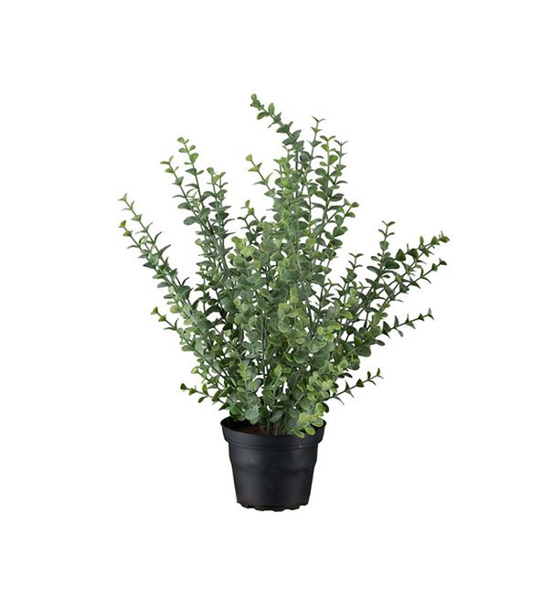 Hovedbilde Mr Plant Eucalyptus Potteplante